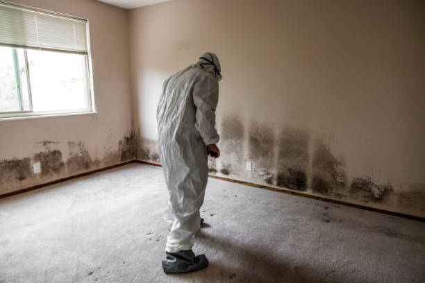 Best Black Mold Remediation in Blue Ridge, VA