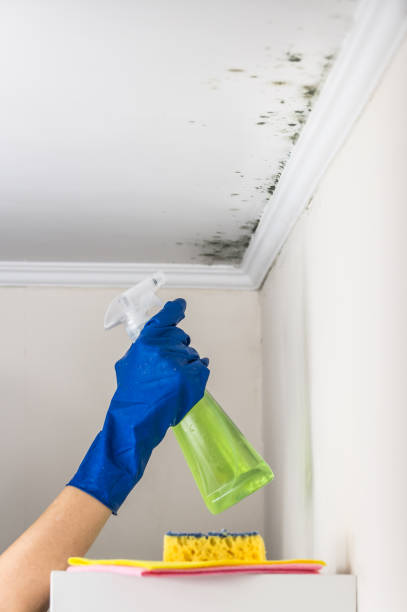 Best Mold Testing and Inspection Services in Blue Ridge, VA